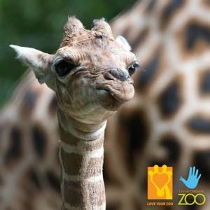 Meet your Posher, Janet